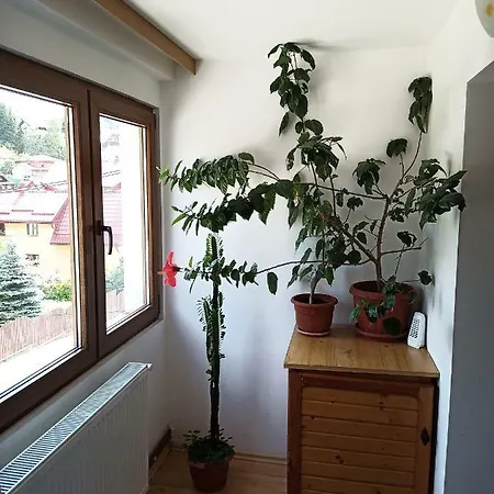 Guest house Casa Rodica Str. Clabucetului 28